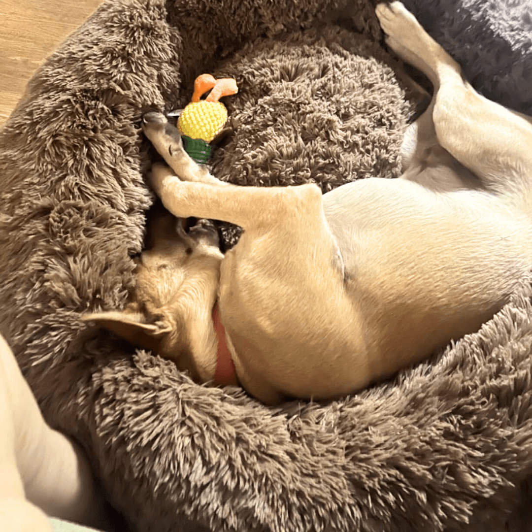FreshPaws™ Calming Pet Bed