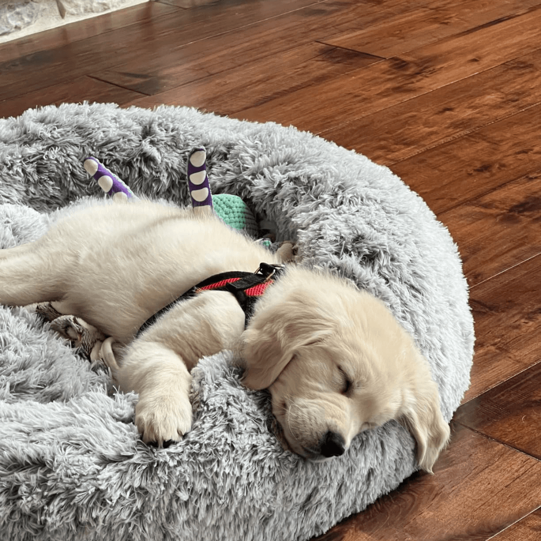 FreshPaws™ Calming Pet Bed