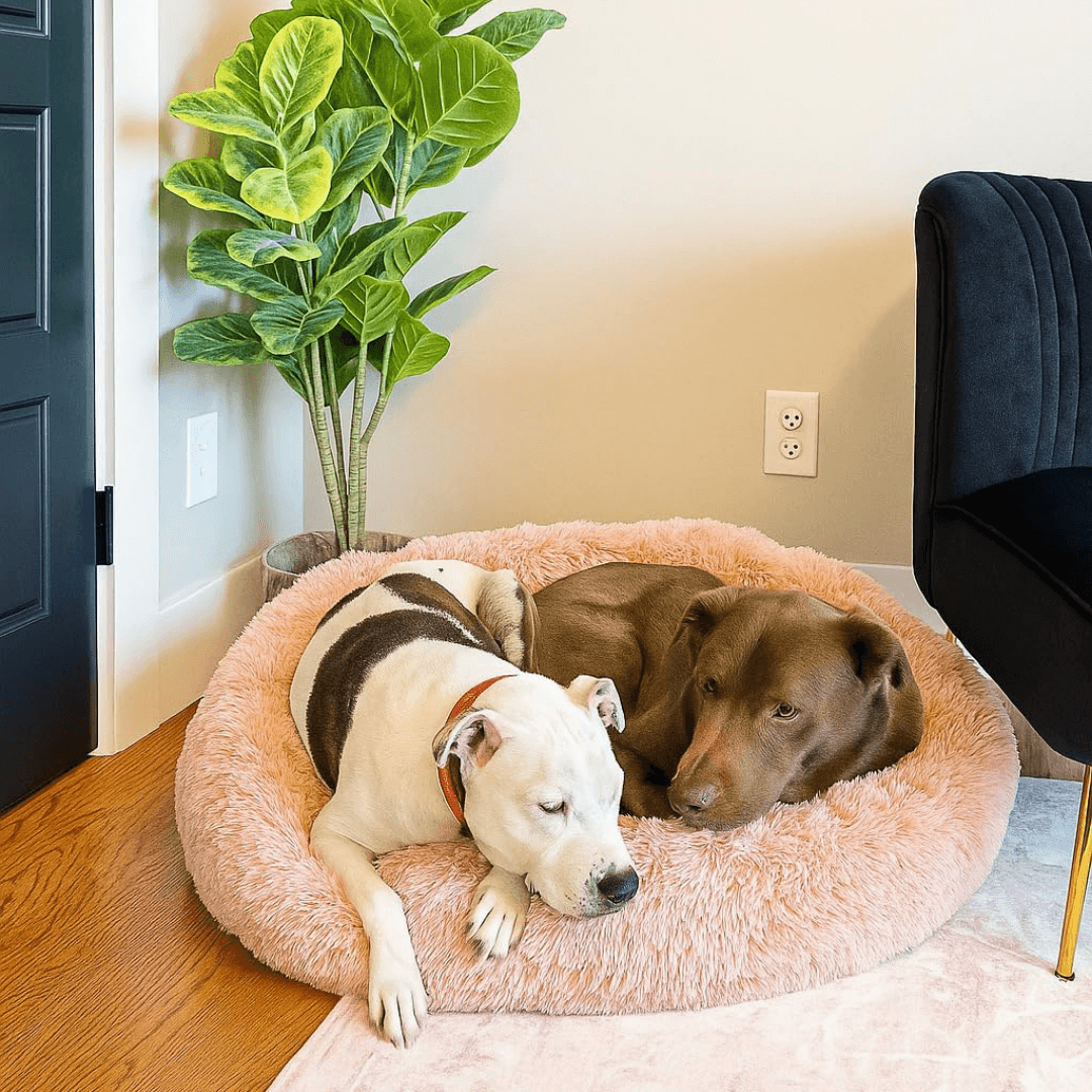 FreshPaws™ Calming Pet Bed