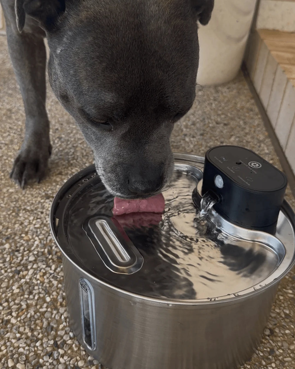 <h3>Real Love From Real Pet Parents 🐾</h3>