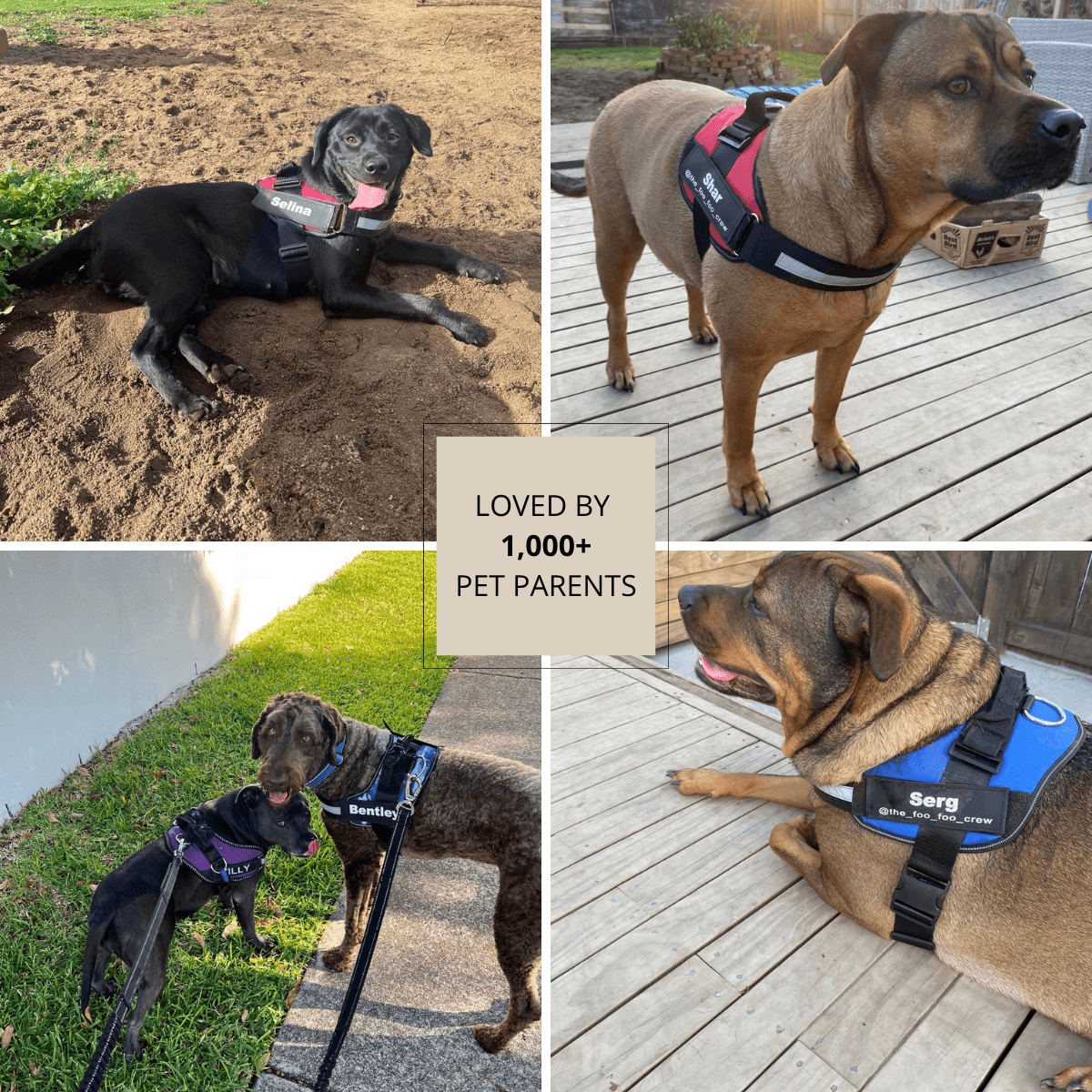 FreshPaws™ Custom No-Pull Harness