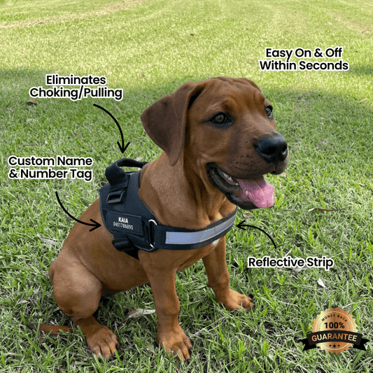 FreshPaws™ Custom No-Pull Harness