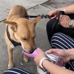 FreshPaws™ 2-in-1 AquaGo Bottle