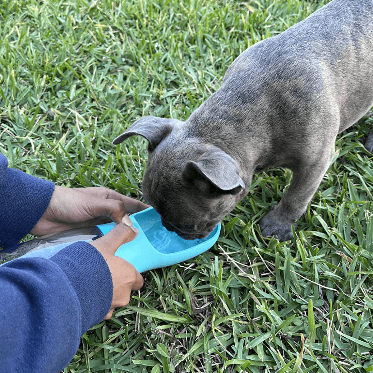 FreshPaws™ 2-in-1 AquaGo Bottle
