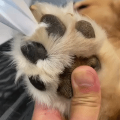 FreshPaws™ Electric Fur Trimmer