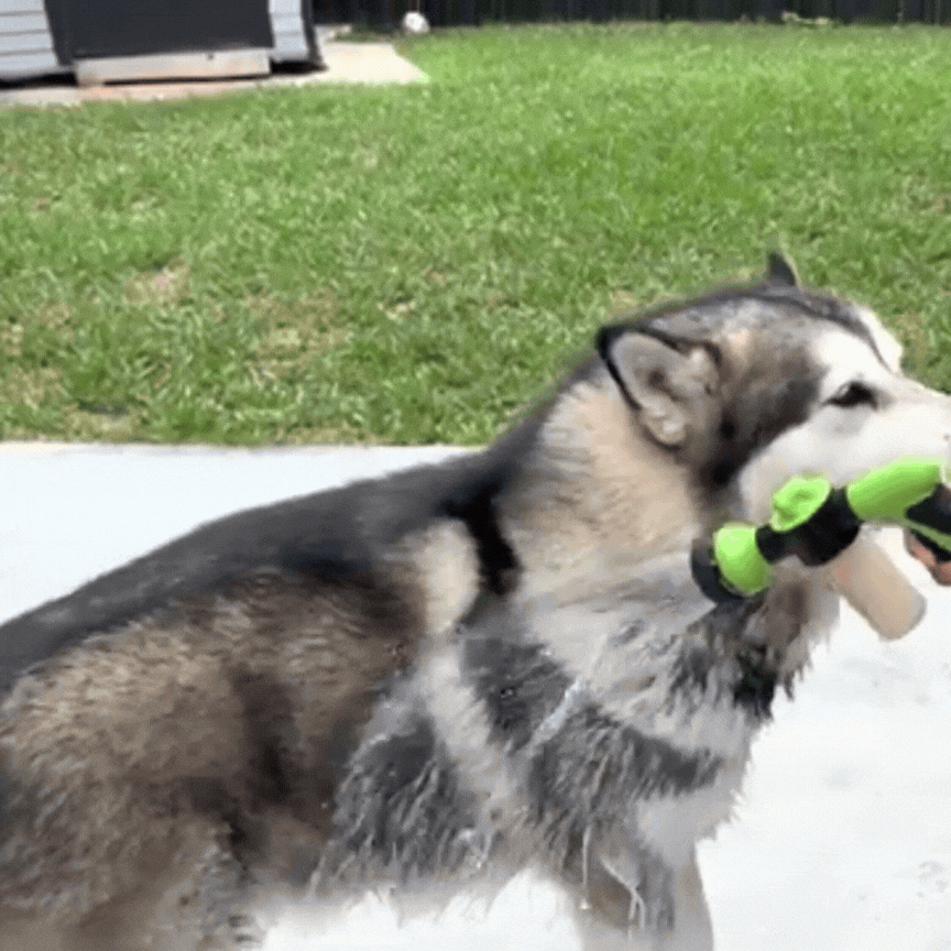 FreshPaws™ Ultimate Care Bundle