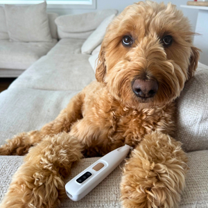 <h2>1000+ Happy Pet Parents</h2>