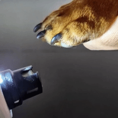 FreshPaws™ Pro Groomer Kit